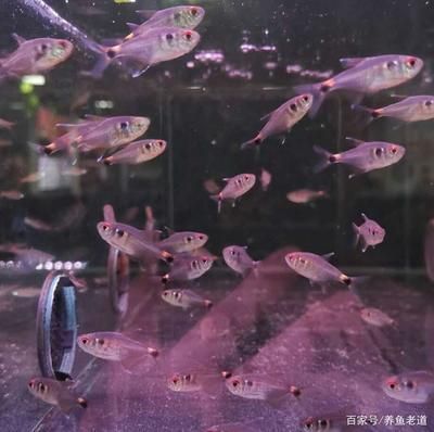 小魚缸養龍魚是可行的，但會面臨許多挑戰，小魚缸養龍魚可行嗎：小魚缸養龍魚會面臨哪些挑戰