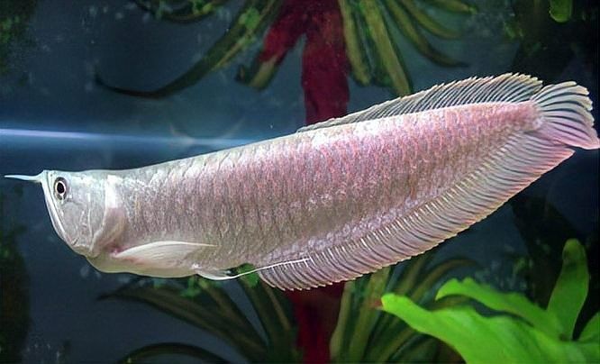 龍魚爛尾期間需要停食多久？