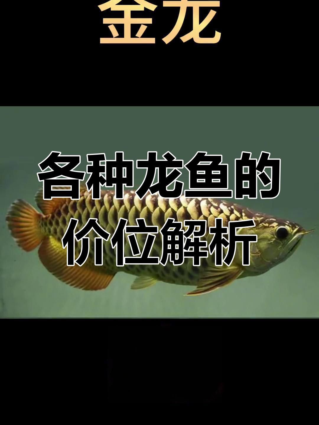給我推薦一些價格適中的龍魚品種