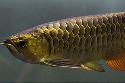金龍魚不養(yǎng)了怎么處理：金龍魚好養(yǎng)嗎