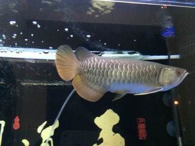 金龍魚不養(yǎng)了怎么處理：金龍魚好養(yǎng)嗎
