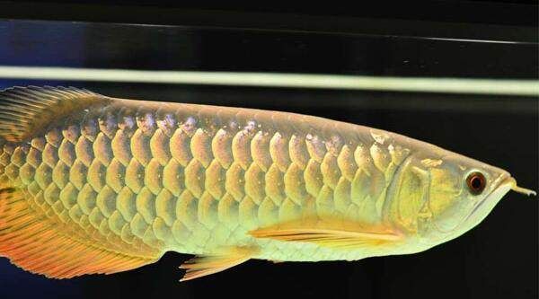 金龍魚不養(yǎng)了怎么處理：金龍魚好養(yǎng)嗎