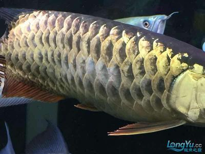 龍魚(yú)鱗片有缺口是融鱗么（龍魚(yú)鱗片有缺口一定是融鱗嗎？）