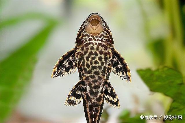 銀龍魚和清道夫魚混養(yǎng)銀龍魚全死了