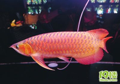 成都紅龍魚(yú)（成都紅龍魚(yú)養(yǎng)殖常見(jiàn)誤區(qū)如何辨別紅龍魚(yú)價(jià)格昂貴）