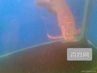 成都紅龍魚(yú)（成都紅龍魚(yú)養(yǎng)殖常見(jiàn)誤區(qū)如何辨別紅龍魚(yú)價(jià)格昂貴）
