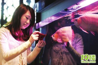 成都紅龍魚(yú)（成都紅龍魚(yú)養(yǎng)殖常見(jiàn)誤區(qū)如何辨別紅龍魚(yú)價(jià)格昂貴）