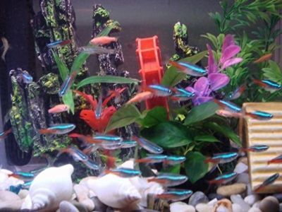 龍魚(yú)魚(yú)缸繁殖：如何在家中設(shè)置一個(gè)適合龍魚(yú)繁殖的環(huán)境