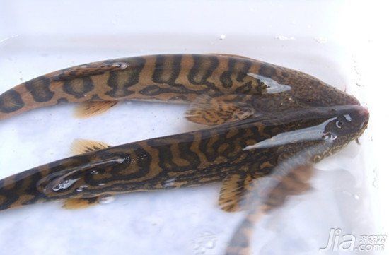 老虎魚的外形特征