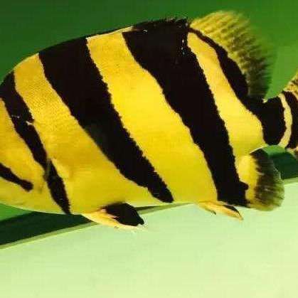 老虎魚的外形特征