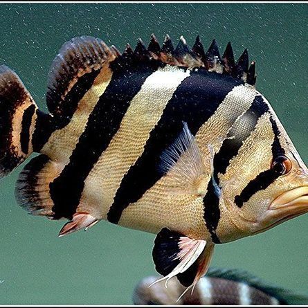 老虎魚的外形特征