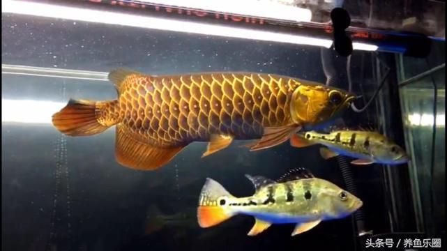 龍魚的溫度最高水溫不能超過多少度以上：如何判斷白條魚是否健康