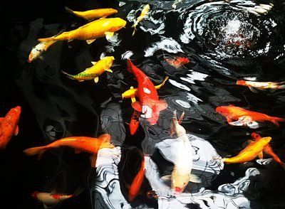 錦鯉的飼養(yǎng)特點(diǎn)：錦鯉的飼養(yǎng)特點(diǎn)：龍魚的飼養(yǎng)特點(diǎn)：錦鯉和龍魚的飼養(yǎng)方式