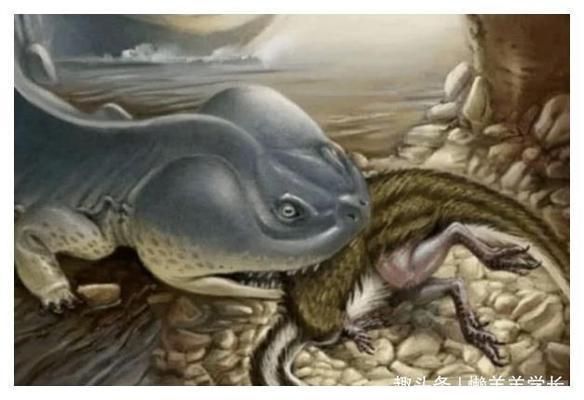 恐龍魚打架嗎，恐龍魚是否會(huì)發(fā)生打架行為，