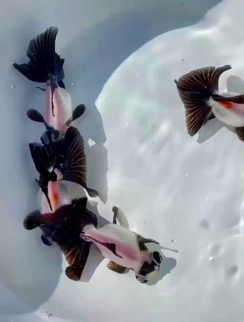 如何鑒別真假熊貓龍睛? 龍魚百科 第4張 如何鑒別真假熊貓龍睛? 如何鑒別真假熊貓龍睛? 龍魚百科 第4張