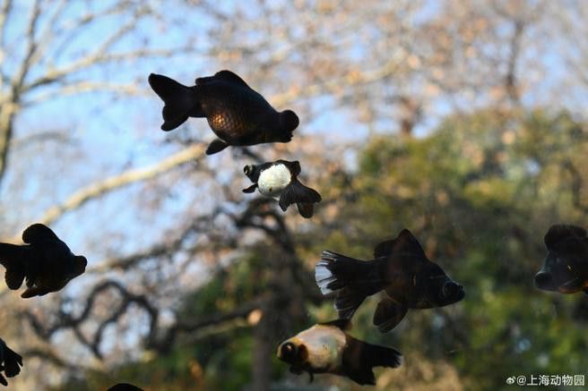 如何鑒別真假熊貓龍睛? 龍魚百科 第3張 如何鑒別真假熊貓龍睛? 如何鑒別真假熊貓龍睛? 龍魚百科 第3張