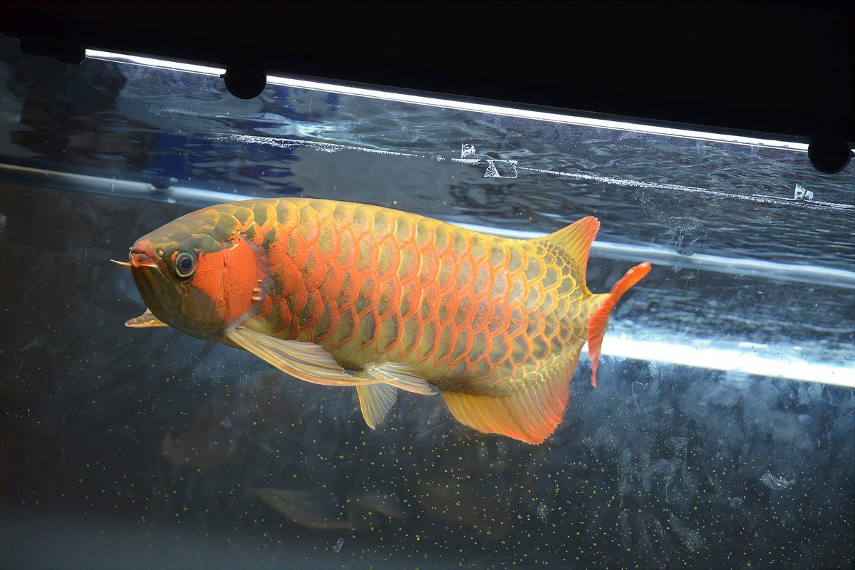 金龍魚跳缸后還能恢復嗎？