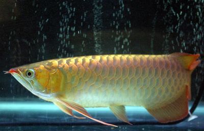 龍魚(yú)適合水質(zhì)氨氮（關(guān)于龍魚(yú)適合的水質(zhì)氨氮含量的相關(guān)信息）