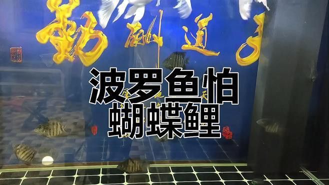 菠蘿魚和龍魚混養