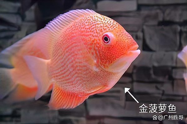 菠蘿魚和龍魚混養