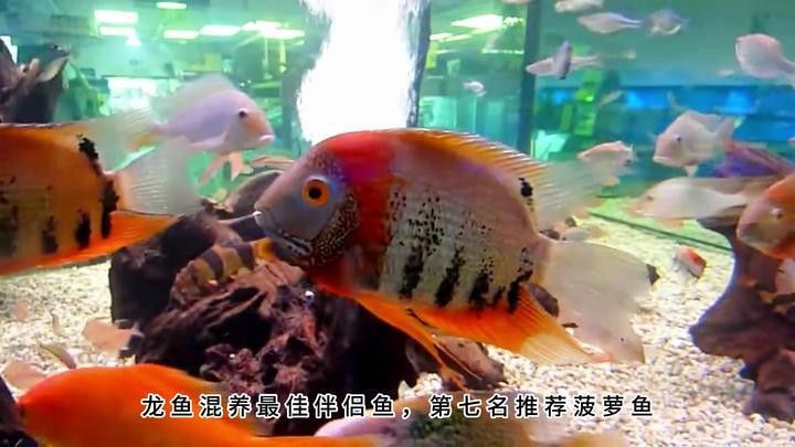 菠蘿魚和龍魚混養