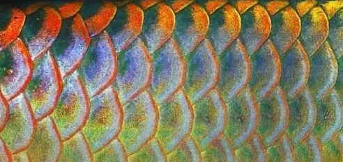 龍魚(yú)鱗片鼓起來(lái)怎么辦（龍魚(yú)鱗片鼓起來(lái)可能是由于多種原因引起的，以下方法僅供參考）