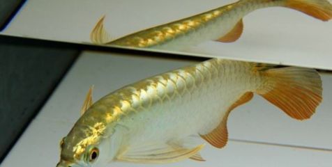 龍魚什么樣子才是側游：龍魚側游的具體表現