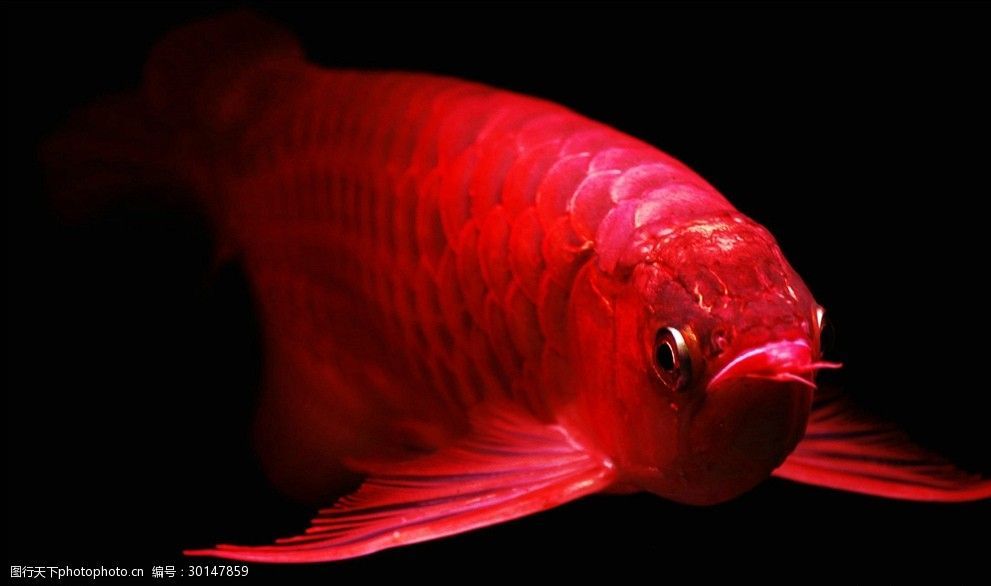 金龍魚壁畫好嗎：金龍魚壁畫在美學和寓意上都給人帶來積極的感受 金龍魚壁畫好嗎：金龍魚壁畫在美學和寓意上都給人帶來積極的感受 龍魚百科 第5張