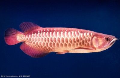 金龍魚壁畫好嗎：金龍魚壁畫在美學和寓意上都給人帶來積極的感受 金龍魚壁畫好嗎：金龍魚壁畫在美學和寓意上都給人帶來積極的感受 龍魚百科 第4張