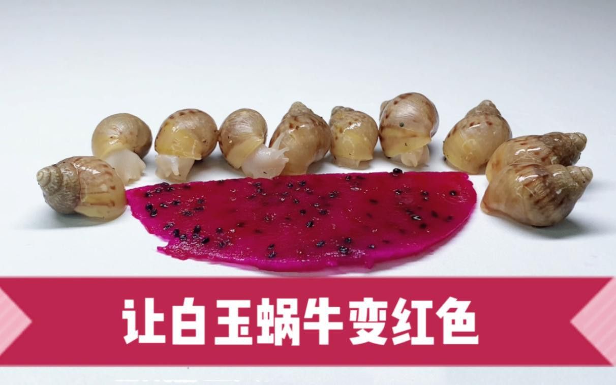 紅心火龍果有哪些營養價值？