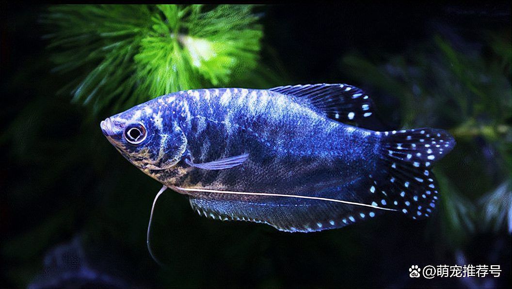 曼龍魚(yú)混養(yǎng)最佳溫度是多少？