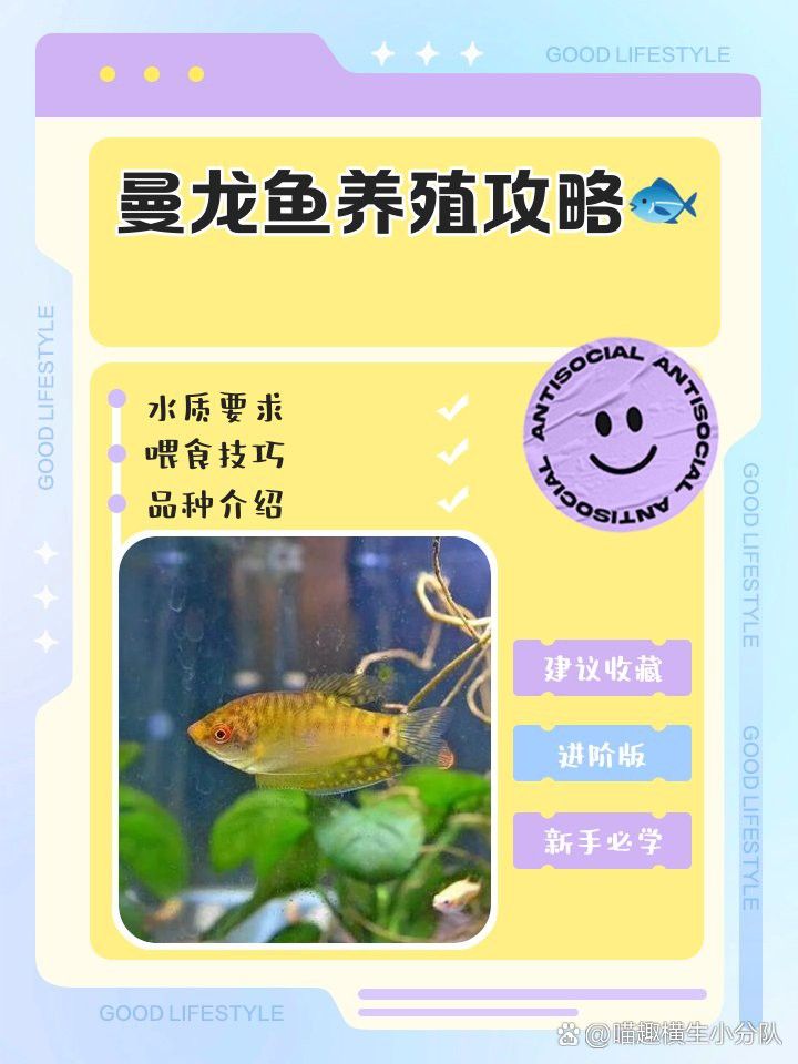 曼龍魚(yú)混養(yǎng)最佳溫度是多少？