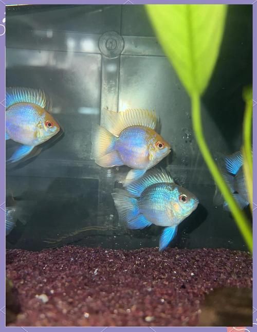 藍玉鳳凰魚圖片