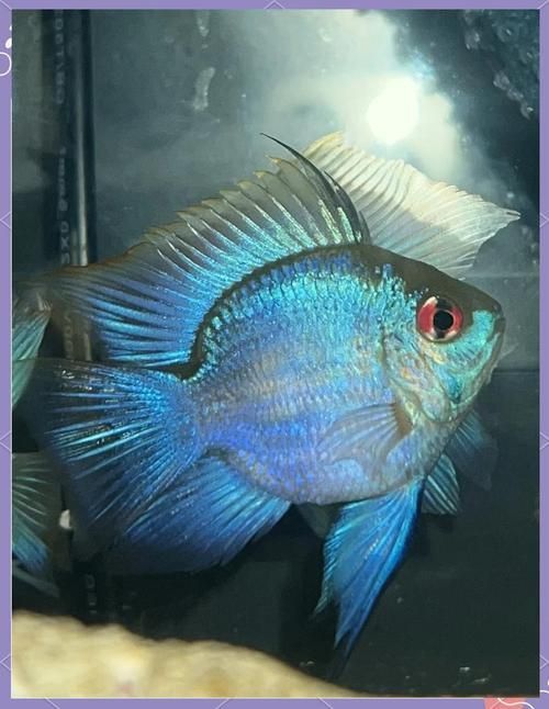 藍玉鳳凰魚圖片