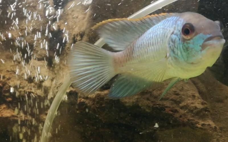 藍玉鳳凰魚圖片