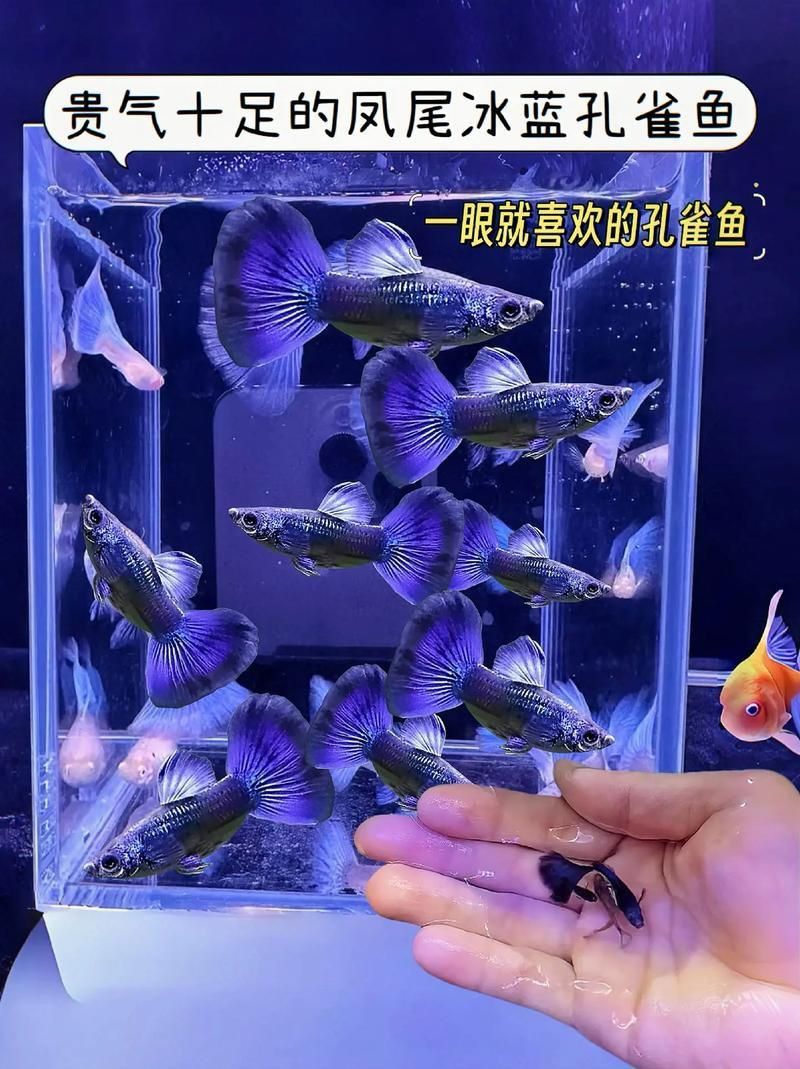藍玉鳳凰魚圖片