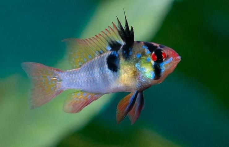 藍玉鳳凰魚圖片