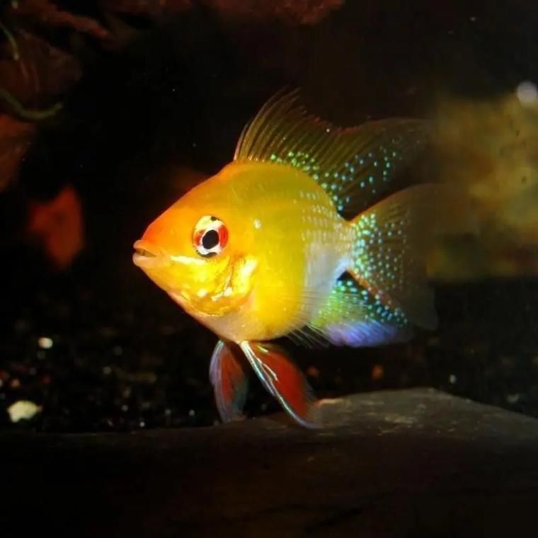 藍玉鳳凰魚圖片