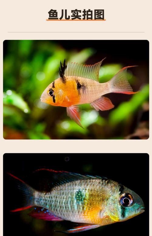 藍玉鳳凰魚圖片