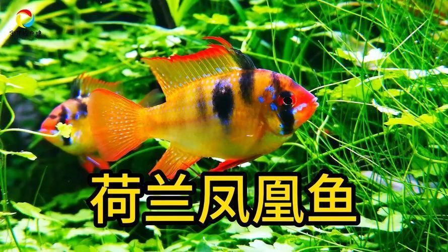 藍玉鳳凰魚圖片