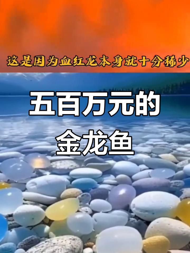 血紅龍魚為什么那么貴