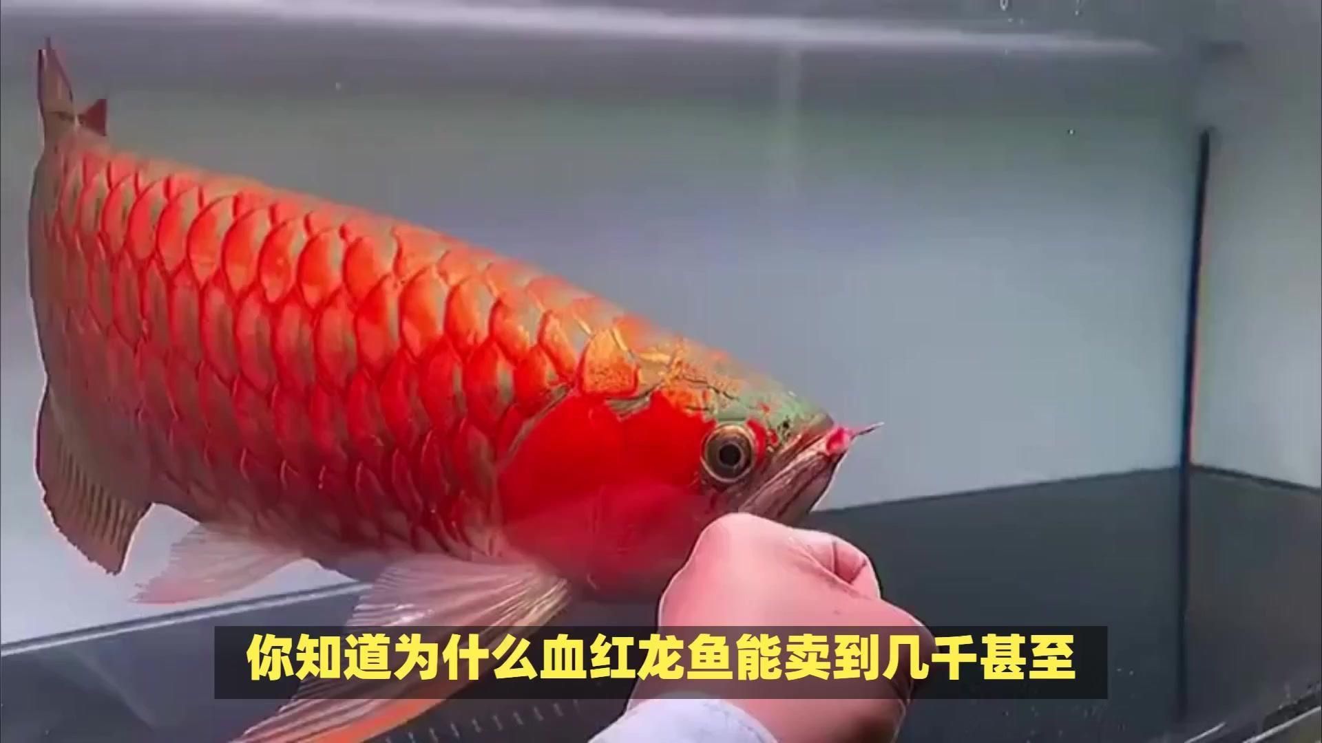 血紅龍魚為什么那么貴