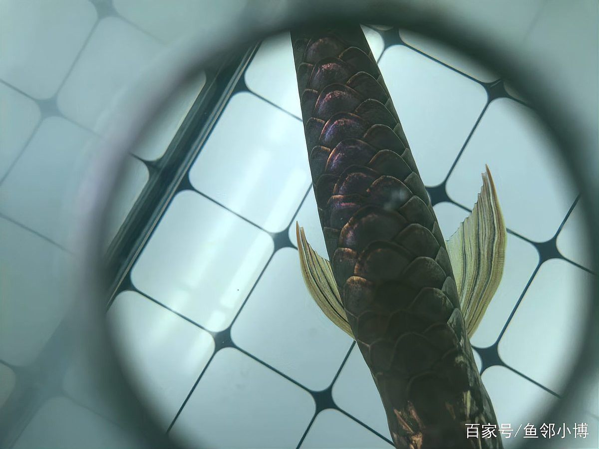 金頭過背金龍魚如何養護？