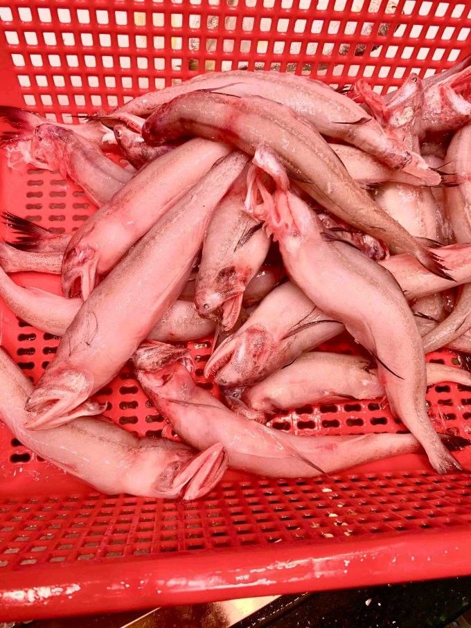 龍頭魚在哪些地區(qū)受歡迎？