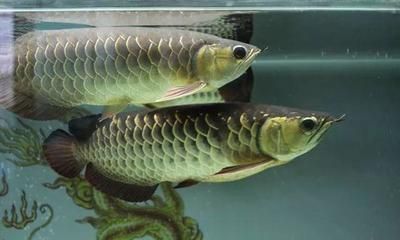 安康龍魚專賣店：在安康市，有多個商鋪涉及龍魚的銷售和相關服務