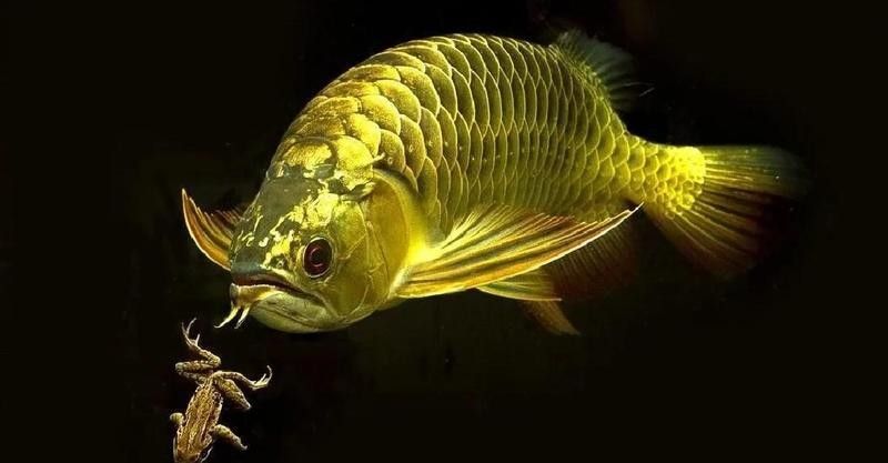 龍魚幼魚期需要多久適應新環境？
