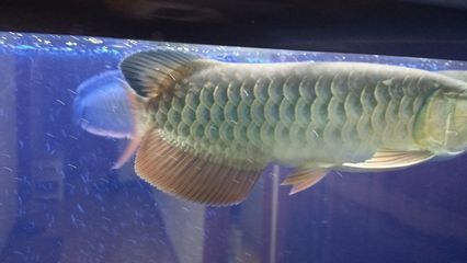 龍魚的價值在哪（龍魚養殖技術要點，如何鑒別龍魚品種，龍魚飼養環境要求）