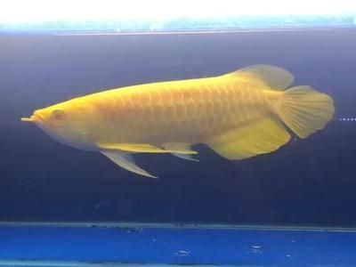 龍魚的價值在哪（龍魚養殖技術要點，如何鑒別龍魚品種，龍魚飼養環境要求）