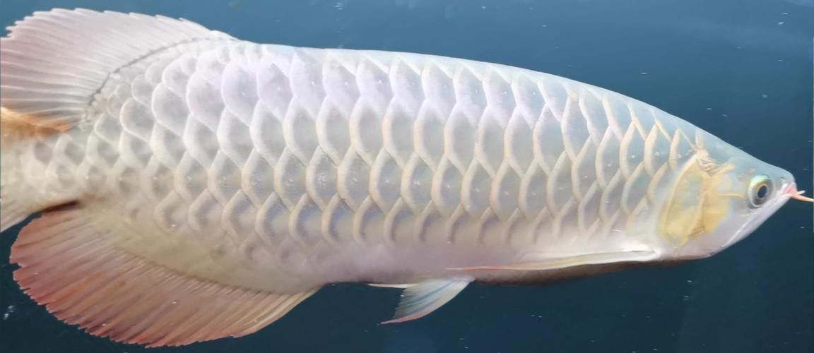 金龍魚馬蹄印