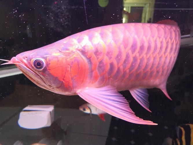 金龍魚馬蹄印